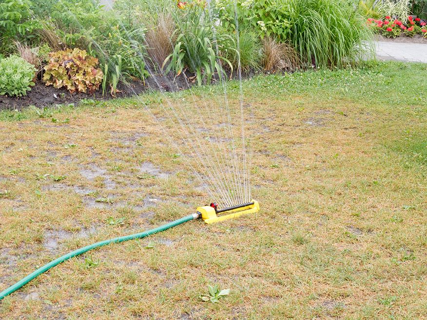 Best practices for watering your lawn during a drought